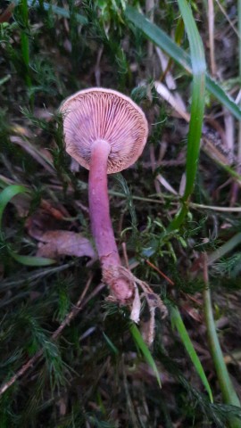 Lactarius camphoratus