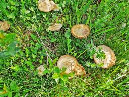 Entoloma sepium
