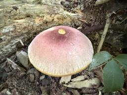 Tricholomopsis rutilans