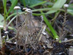 Dendrocollybia racemosa