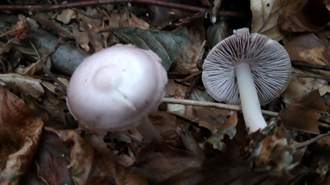 Mycena rosea