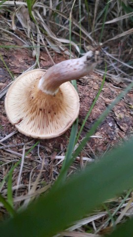 Paxillus involutus