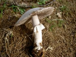 Agaricus sylvicola