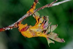 Phragmidium rosae-pimpinellifoliae