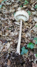 Macrolepiota procera