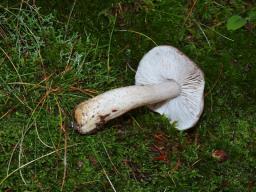 Tricholoma sciodes