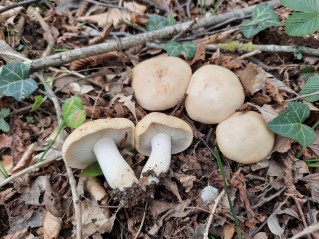 Calocybe gambosa