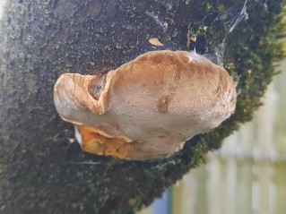 Phellinus pomaceus