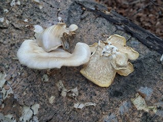 Pleurotus pulmonarius