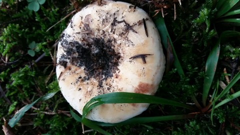 Lactifluus vellereus