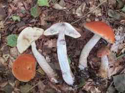 Leccinum aurantiacum