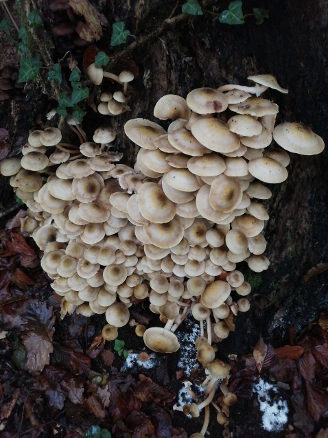 Armillaria mellea