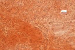 Lyophyllum fibrosipes