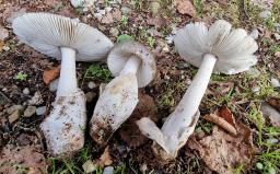 Amanita pseudoargentea