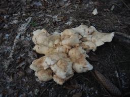 Albatrellopsis confluens