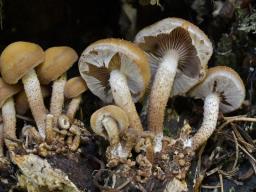 Kuehneromyces mutabilis