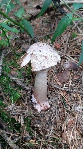 Amanita rubescens