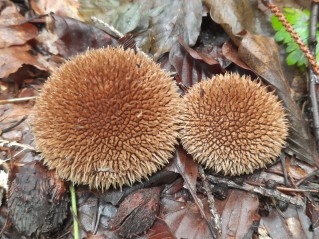 Lycoperdon echinatum