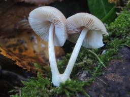 Pluteus inquilinus