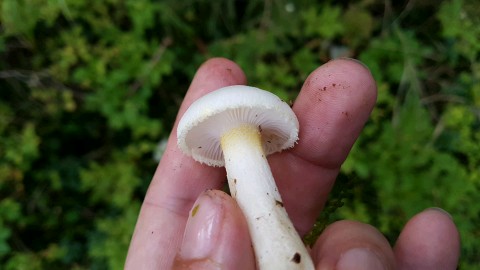 Hygrophorus chrysodon