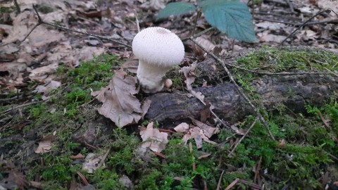 Lycoperdon perlatum