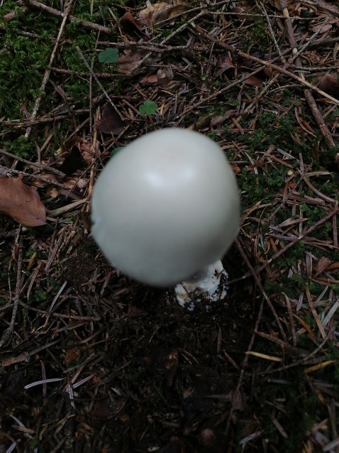 Amanita virosa