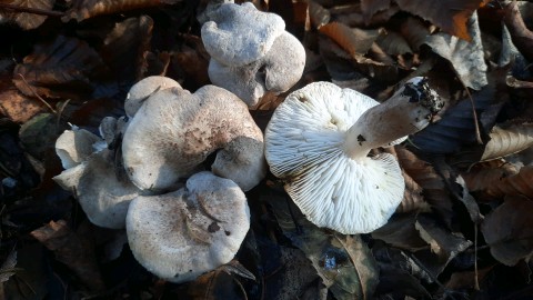 Tricholoma scalpturatum