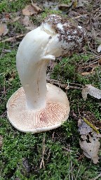 Entoloma sinuatum