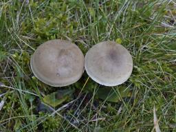 Ampulloclitocybe clavipes