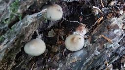 Mycena abramsii