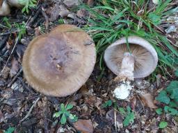 Cortinarius largus