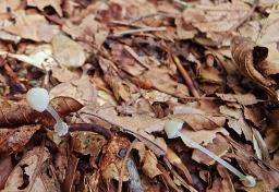 Mycena stylobates