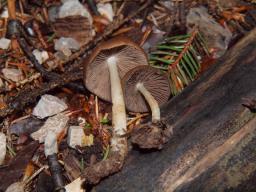 Psathyrella niveobadia