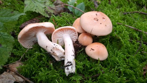 Hygrophorus pudorinus