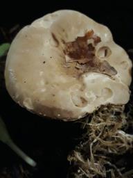 Lactarius pterosporus