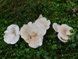 Aspropaxillus giganteus