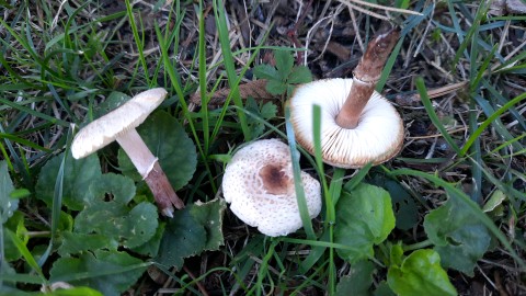 Lepiota lilacea