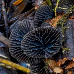 Resupinatus alboniger