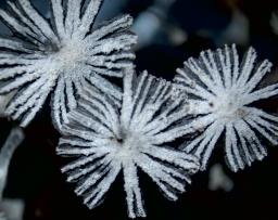 Coprinopsis stercorea