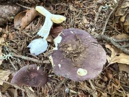 Russula firmula