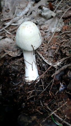 Agaricus sylvicola