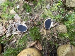 Scleroderma areolatum
