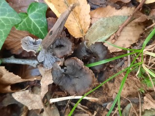 Cantharellus cinereus