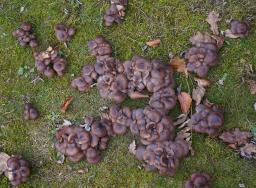 Lyophyllum loricatum