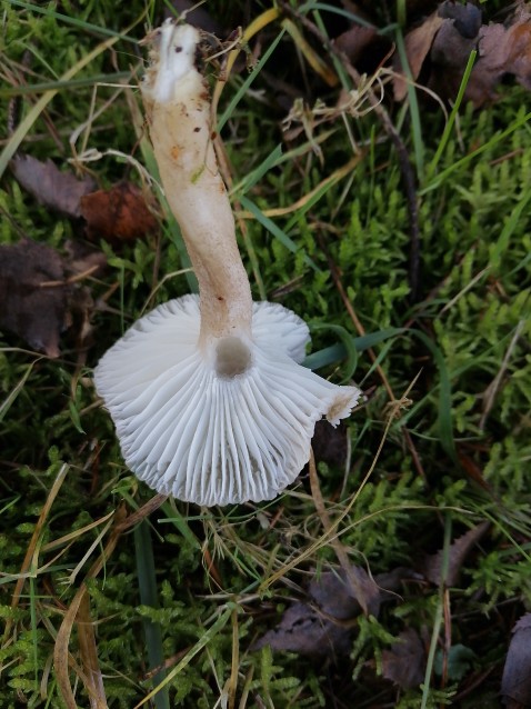 Hygrophorus pustulatus