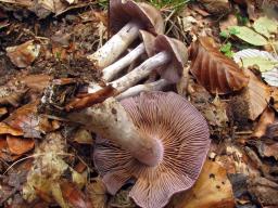 Cortinarius anomalus