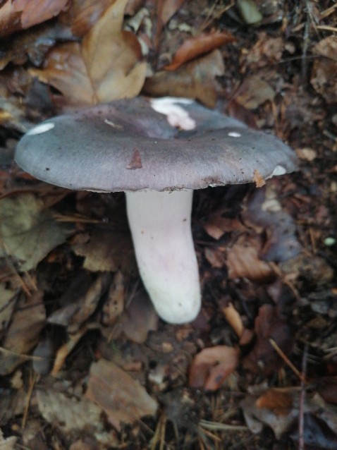 Russula cyanoxantha