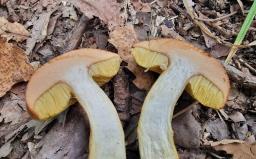 Aureoboletus moravicus