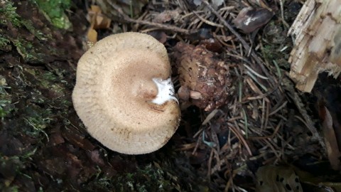 Paxillus involutus