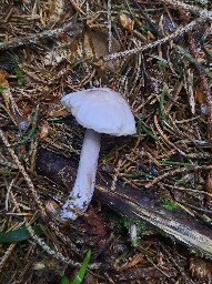 Mycena pura